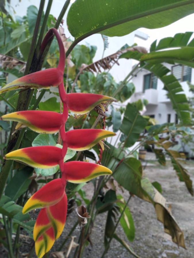 Apartament Departamentos De La Reina Roja Palenque Zewnętrze zdjęcie
